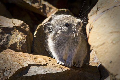 Collared pika